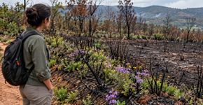 Planta que parecia desaparecer após o incêndio floresce na estação seguinte e revela uma estratégia de sobrevivência escondida sob o solo