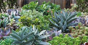 Plantas, horta e mais