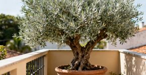 A árvore ideal para pequenos jardins: Ocupa pouco espaço e o seu fruto é um superalimento