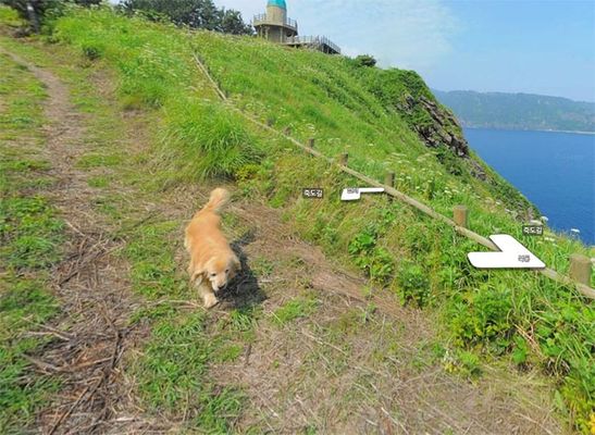 Cachorro segue carro do Google Street View e resulta em álbum pra lá de fofo
