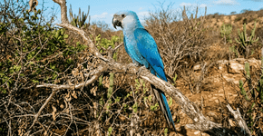 A Ararinha-azul considerada extinta dos quintais por 30 anos agora está voltando para as varandas porque o plantio de árvores nativas recuperou o seu habitat
