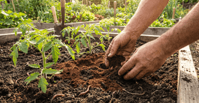 Essas são as plantas da horta que respondem melhor à borra de café e podem crescer com mais vigor