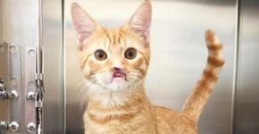 Gato sem focinho espera pela chance de ter um lar