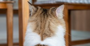 Foto: (Boyloso/istock)