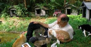 Homem constrói santuário para gatos abandonados