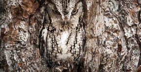 11 exemplos extraordinários de corujas camufladas
