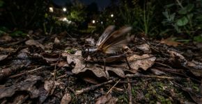 Se você ouvir grilos cantarolando na sua casa ou no jardim durante a noite, nós lhe contamos o que isso significa e por que é um bom sinal