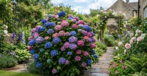 A poda de uma hortênsia pode cortar os botões da próxima floração se for feita na época errada