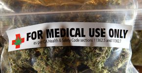 Especialista fala sobre a importância do uso medicinal da maconha