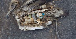 Estudo aponta que 90% das aves marinhas têm plástico no estômago