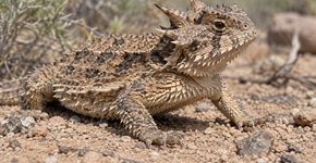 Quando fugir não funciona, este lagarto aumenta a pressão do próprio corpo até fazer os olhos sangrarem