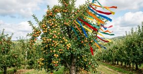 Tiras de tecido penduradas no pomar: entenda por que essa técnica é usada e qual é sua função