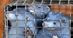 Holandeses proíbem produção de peles e salvam seis milhões de martas por ano