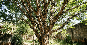 Nos pomares de elite os pés de jabuticaba duram 40 anos porque o truque não é a poda constante, mas o fato de que eles nunca são deixados com o tronco seco no sol