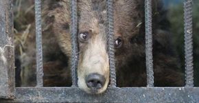 Vídeo flagra a extrema angústia de animais aprisionados em zoo