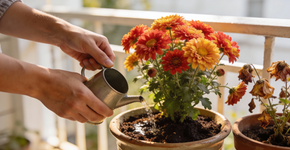 A linda planta que cresce num vaso, não precisa de cuidados e age como um ímã para a felicidade