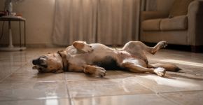 Seu cachorro dorme de barriga para cima? Conheça o significado real desse hábito