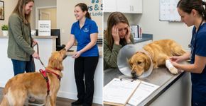 Empresa de hospedagem para pets recebe uma cadela saudável e devolve o animal com lesões graves e necessidade de internação; falhas durante poucos dias de cuidado podem terminar em despesas veterinárias e indenização por dano moral