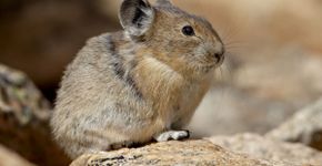 Pika: 7 curiosidades sobre esse pequeno mamífero 