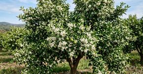 O pé de laranja está cheio de flores e poucas frutas aparecem: este detalhe pode explicar