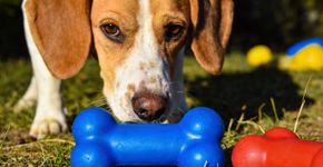 A cor que os cães enxergam tem um detalhe poderoso que nenhum humano consegue ver