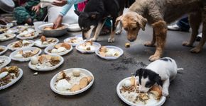 Mulheres distribuem refeição para cães sobreviventes do terremoto no Nepal