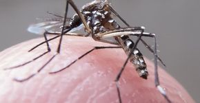Dengue, Zika vírus e chikungunya: saiba os principais sintomas