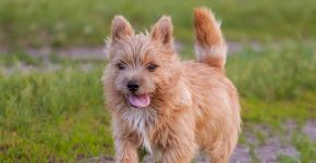 Pequeno e destemido: o norwich terrier é uma raça de cachorro que se destaca pela alegria e coragem