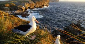 Conheça 4 ilhas incríveis onde albatrozes e petréis se reproduzem