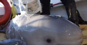 Turistas salvam baleia recém-nascida encalhada em praia