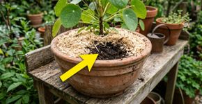 Especialistas em marcenaria concordam: “A serragem de madeira nem sempre deve ser jogada fora.”
