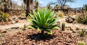 Como manter seu jardim verde mesmo em tempos de seca