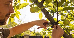 Como fazer o corte estratégico para sua árvore transbordar de frutos