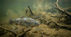Um pesticida que está em uso há décadas pode estar fazendo peixes selvagens envelhecerem de dentro para fora, mesmo em doses tão baixas que não matam os peixes imediatamente