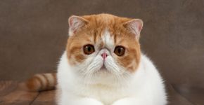 8 raças de gato com o focinho curto