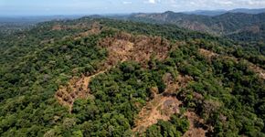 O que uma seca fez no subsolo nas florestas tropicais do Panamá surpreende os cientistas: as raízes finas encolheram quase 50%, e as preocupações com o carbono aumentam
