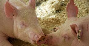 10 dados que vão fazer você parar de comer carne