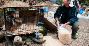 Agricultor japonês resgata sozinho 500 animais da região de Fukushima