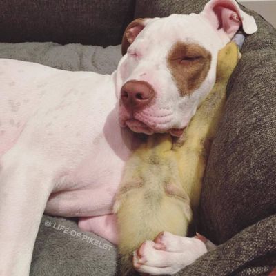Cães resgatados 'adotam' dois patinhos abandonados
