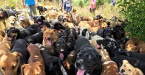 Sítio na Costa Rica abriga mais de 700 cachorros vira-latas
