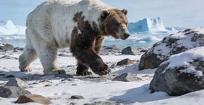 O que é um animal híbrido, um cruzamento raro na natureza