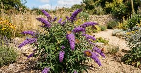 A planta que não precisa de água, adora o calor e transforma o jardim em um oásis de borboletas
