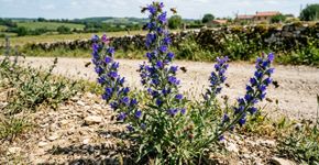 Esta planta de flores azuis é a planta silvestre do ano e pode ser semeada em maio