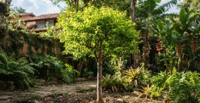 A jabuticabeira está cheia de folhas novas, mas não floresce: o que pode estar impedindo?