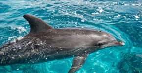 Golfinhos residentes, piscinas naturais formadas pela maré e águas que servem de área de alimentação para tartarugas, tubarões e cetáceos: o conjunto de ilhas brasileiras de mais de 43 mil hectares reconhecido pela riqueza da vida marinha no Atlântico Sul