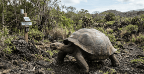 NASA ajuda a trazer tartarugas gigantes de volta às Galápagos