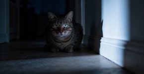 Por que seu gato te encara do nada no escuro