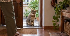 Você abre a porta para o gato. Ele olha, pensa e vai embora. O que ele queria