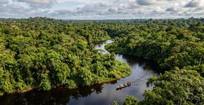 Allpahuayo-Mishana: o tesouro da Amazônia peruana que protege uma biodiversidade única