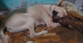 Homem esfaqueia cachorro na cabeça e no abdômen em SC